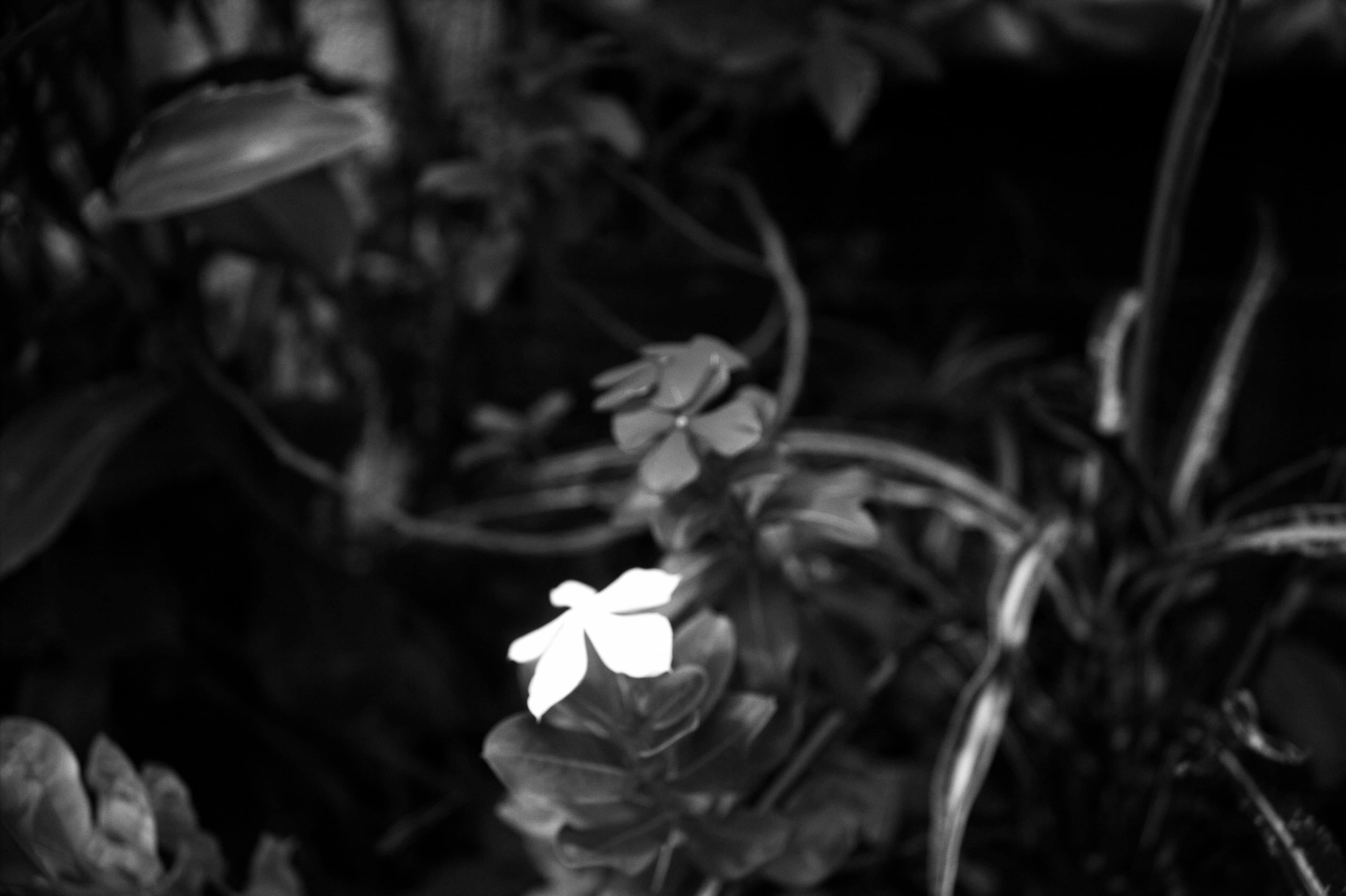 The Silent Glow